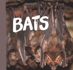 bats PEST CONTROL SINGAPORE