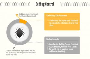 bed-bug-control-pest-control-singapore