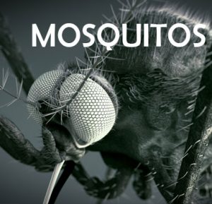 mosquito-pest_control_singapore