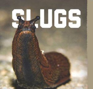 slugs-pest_control_singapore