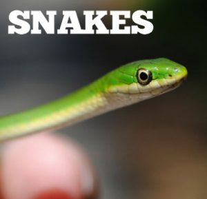 snakes-pest_control_singapore