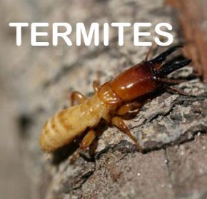 termites-pest_control_singapore