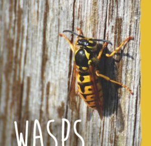 wasps-pest_control_singapore